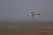 DPPhotography - Andalucia - Little egret - D