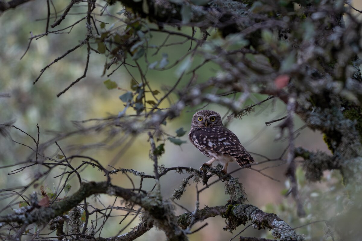 DPPhotography - Andalucia - Little owl - B.jpg - Little owl - Sierra de Andújar