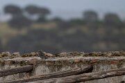 DPPhotography - Andalucia - Little owl - A