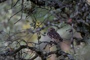 DPPhotography - Andalucia - Little owl - B