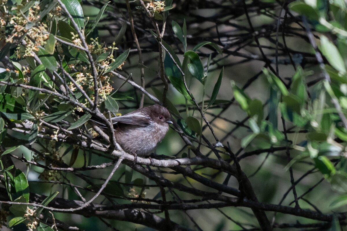 DPPhotography - Extremadura - Long-tailed tit - A.jpg - Long-tailed tit, juvenile - Castillo de Monfragüe, Extremadura