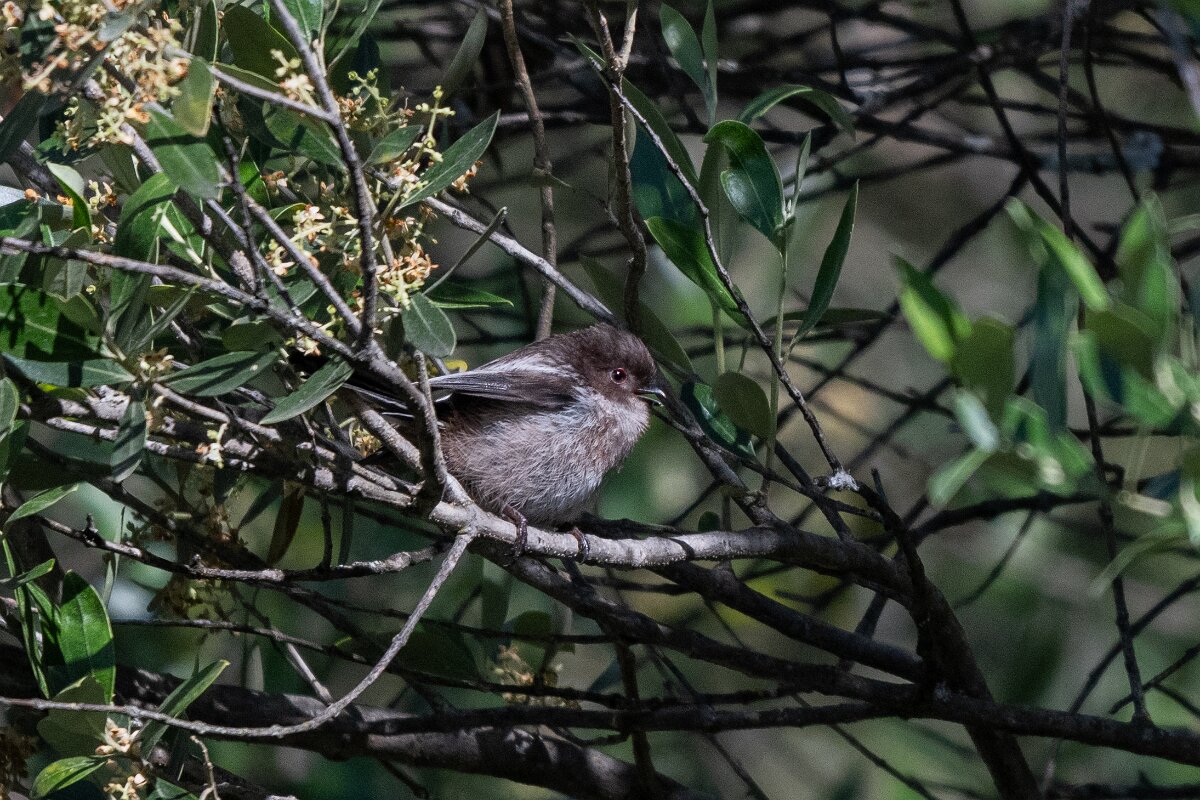 DPPhotography - Extremadura - Long-tailed tit - B.jpg - Long-tailed tit, juvenile - Castillo de Monfragüe, Extremadura