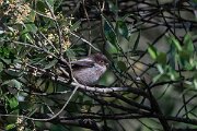 DPPhotography - Extremadura - Long-tailed tit - B