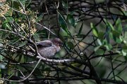 DPPhotography - Extremadura - Long-tailed tit - C
