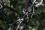 DPPhotography - Extremadura - Long-tailed tit - D