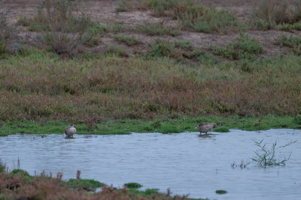 DPPhotography - Andalucia - Marbled duck - A.jpg - Marbled duck - Doñana National Park