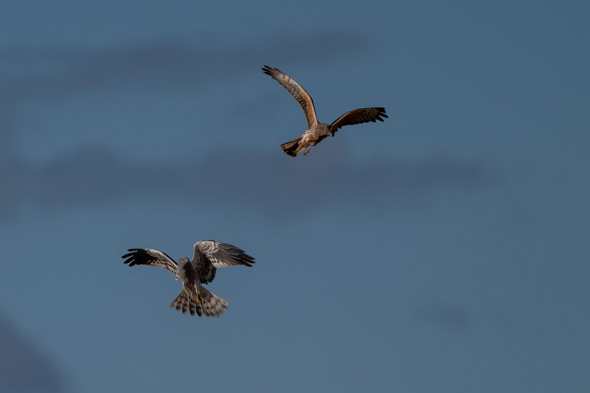 DPPhotography - Extremadura - Montagu's harrier - B.jpg - Montagu's harrier, pair - Trujillo Plains, Extremadura