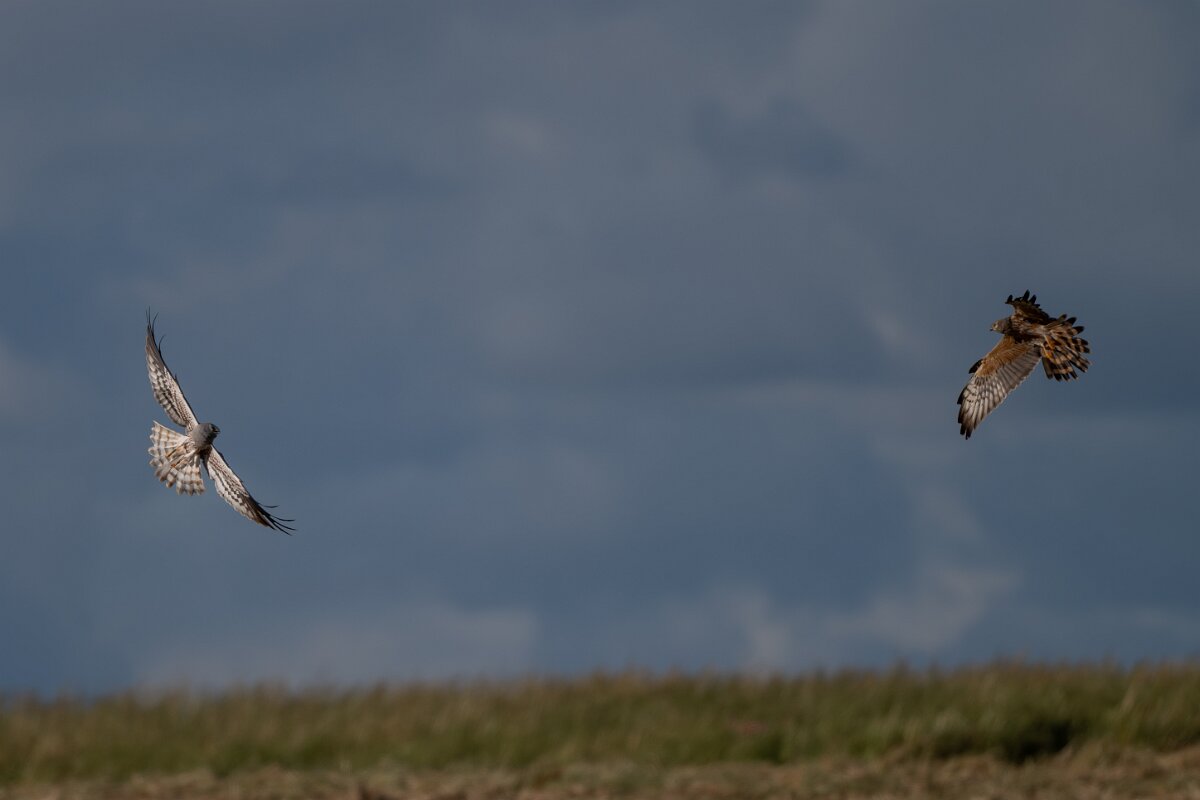 DPPhotography - Extremadura - Montagu's harrier - D.jpg - Montagu's harrier, pair - Trujillo Plains, Extremadura