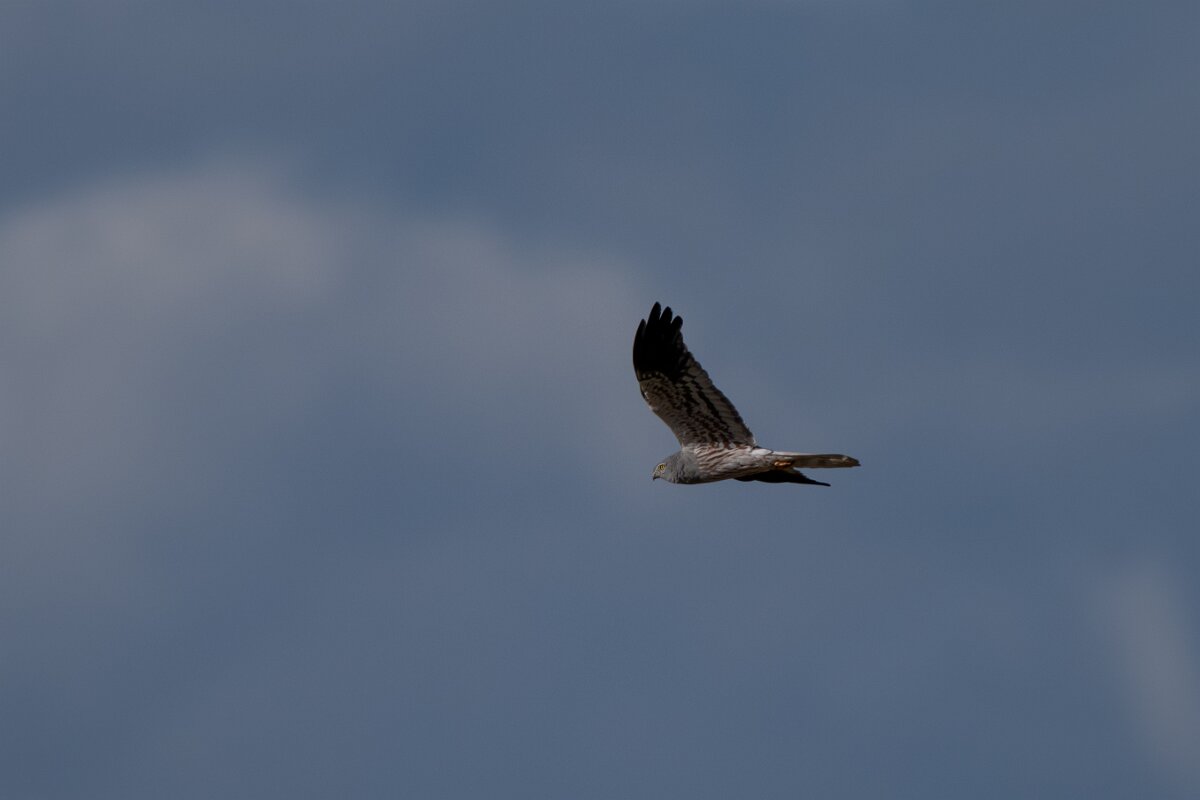 DPPhotography - Extremadura - Montagu's harrier - E.jpg - Montagu's harrier, male - Trujillo Plains, Extremadura