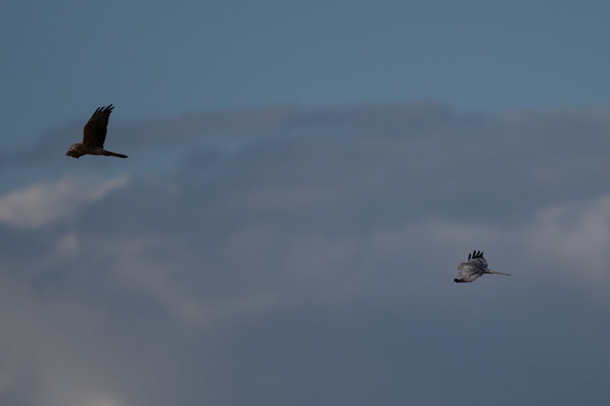 DPPhotography - Extremadura - Montagu's harrier - F.jpg - Montagu's harrier, pair - Trujillo Plains, Extremadura