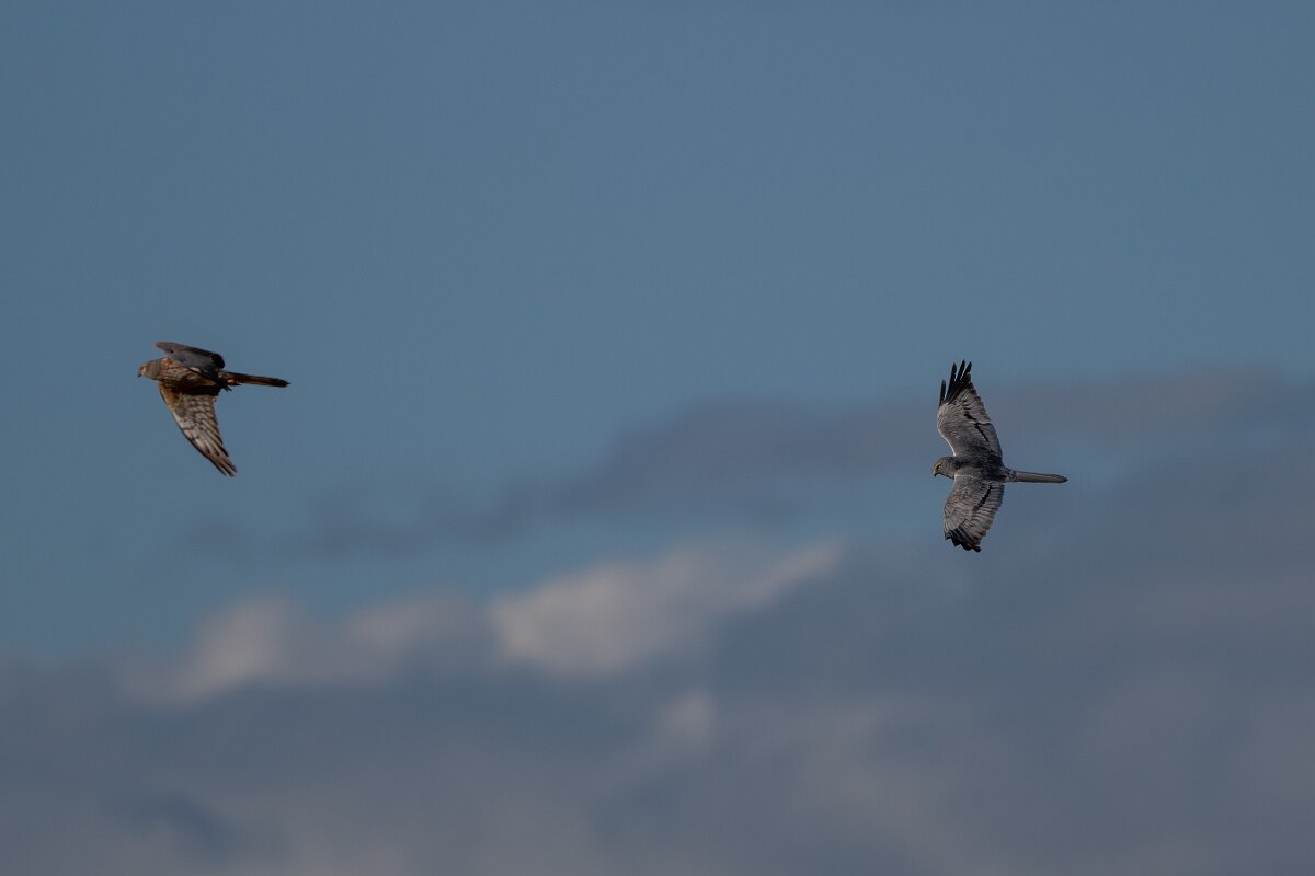 DPPhotography - Extremadura - Montagu's harrier - H.jpg - Montagu's harrier, pair - Trujillo Plains, Extremadura