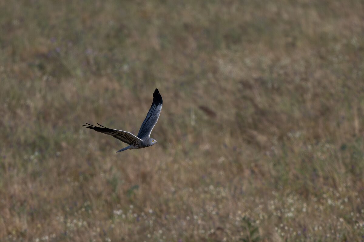 DPPhotography - Extremadura - Montagu's harrier - J.jpg - Montagu's harrier, male - Trujillo Plains, Extremadura
