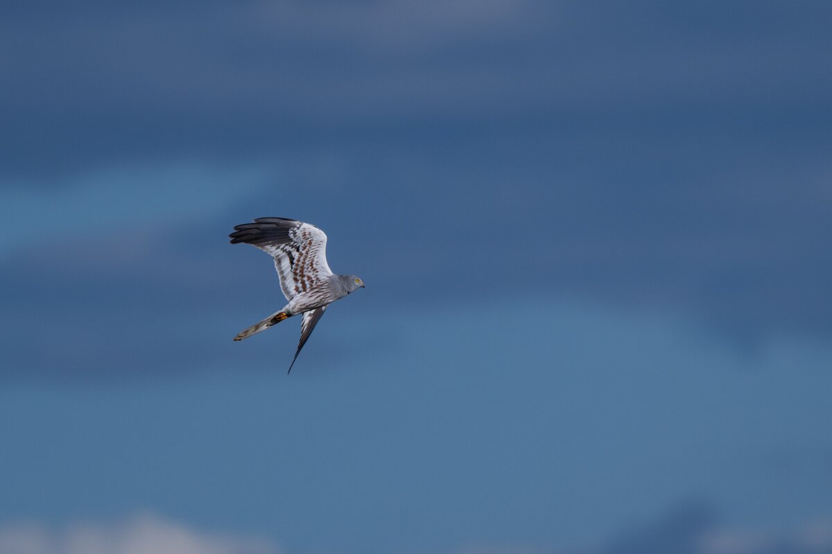 DPPhotography - Extremadura - Montagu's harrier - L.jpg - Montagu's harrier, male - Trujillo Plains, Extremadura