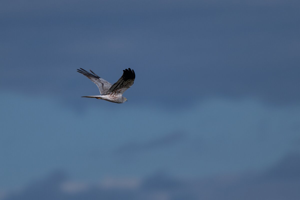 DPPhotography - Extremadura - Montagu's harrier - M.jpg - Montagu's harrier, male - Trujillo Plains, Extremadura