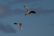DPPhotography - Extremadura - Montagu's harrier - A