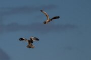 DPPhotography - Extremadura - Montagu's harrier - B