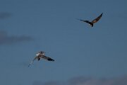 DPPhotography - Extremadura - Montagu's harrier - C
