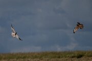 DPPhotography - Extremadura - Montagu's harrier - D