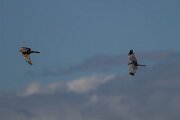 DPPhotography - Extremadura - Montagu's harrier - H