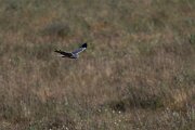 DPPhotography - Extremadura - Montagu's harrier - I