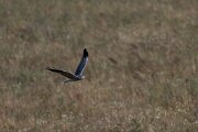 DPPhotography - Extremadura - Montagu's harrier - J