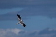 DPPhotography - Extremadura - Montagu's harrier - K