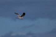 DPPhotography - Extremadura - Montagu's harrier - M