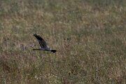 DPPhotography - Extremadura - Montagu's harrier - N