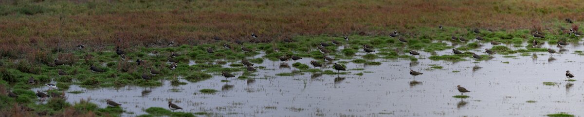 DPPhotography - Andalucia - Northern lapwing - D.jpg - Northern lapwing - Doñana National Park