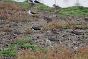 DPPhotography - Andalucia - Northern lapwing - A