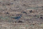 DPPhotography - Andalucia - Northern lapwing - C