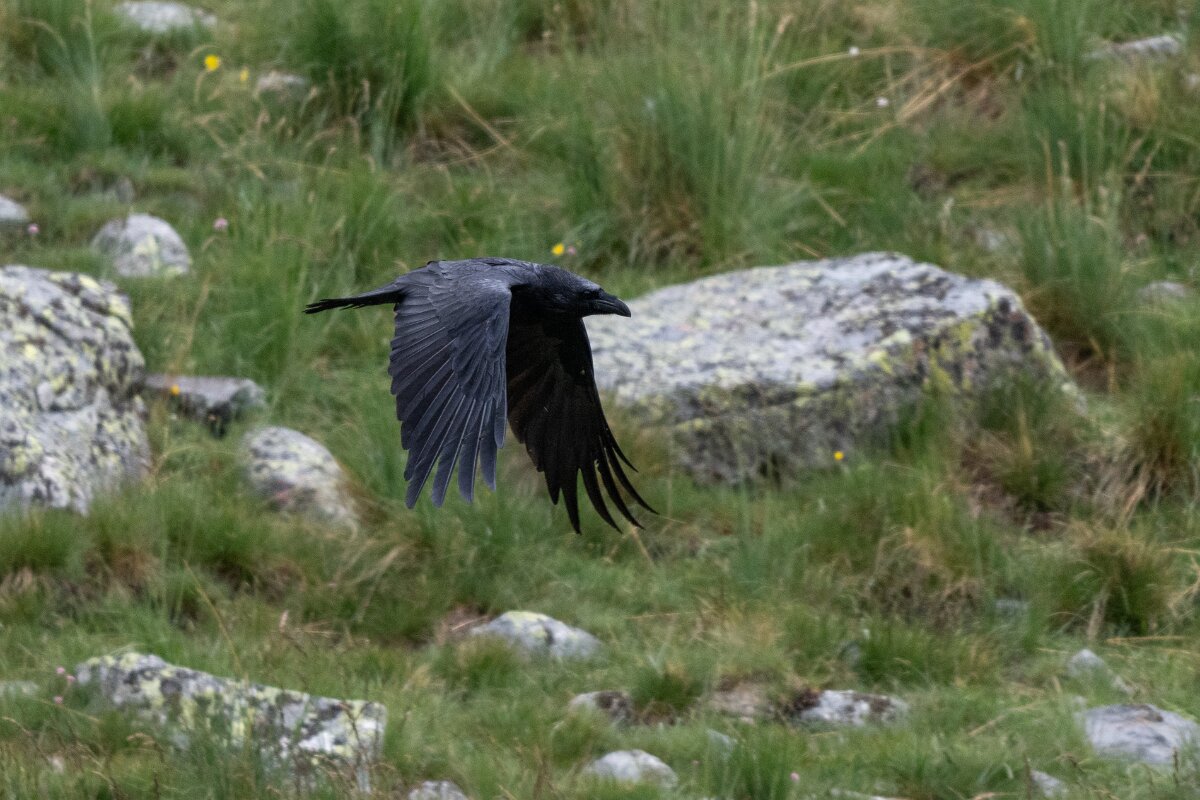 DPPhotography - Extremadura - Northern raven - B.jpg - Northern raven - Plataforma de Gredos, Castilla y León