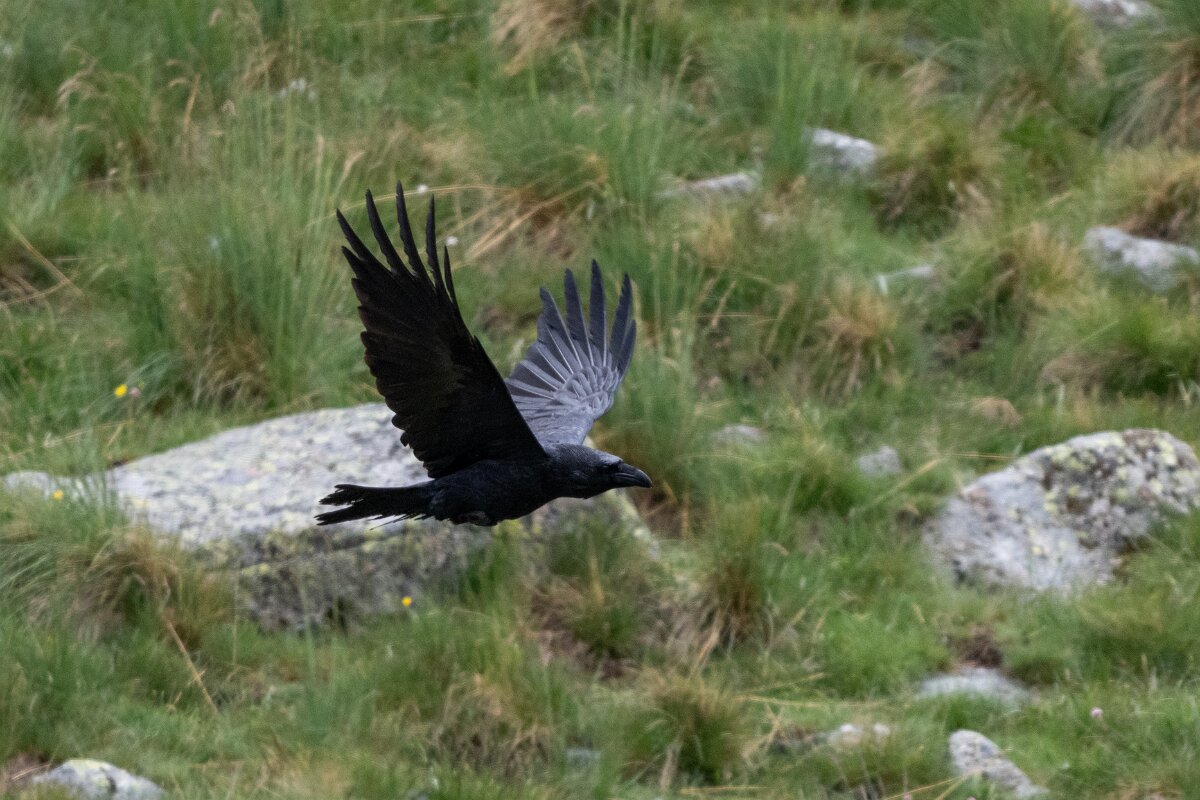 DPPhotography - Extremadura - Northern raven - C.jpg - Northern raven - Plataforma de Gredos, Castilla y León