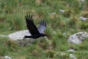 DPPhotography - Extremadura - Northern raven - C