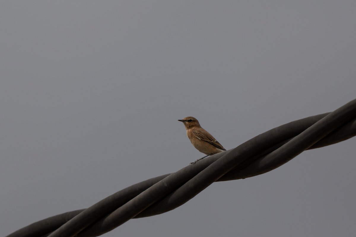 DPPhotography - Andalucia - Northern wheatear - A.jpg - Northern wheatear - Doñana National Park