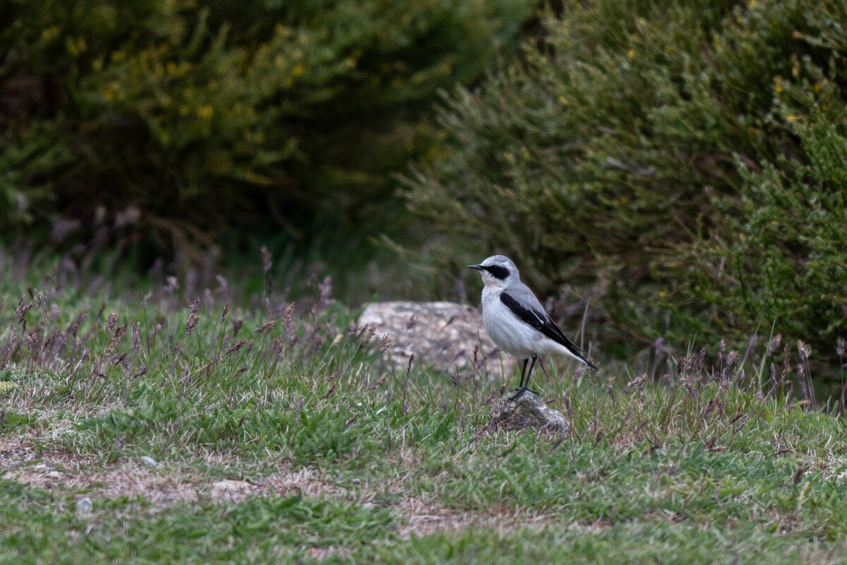 DPPhotography - Extremadura - Northern wheatear - A.jpg - Northern wheatear - La Covatilla, Sierra de Bejar, Castilla y León