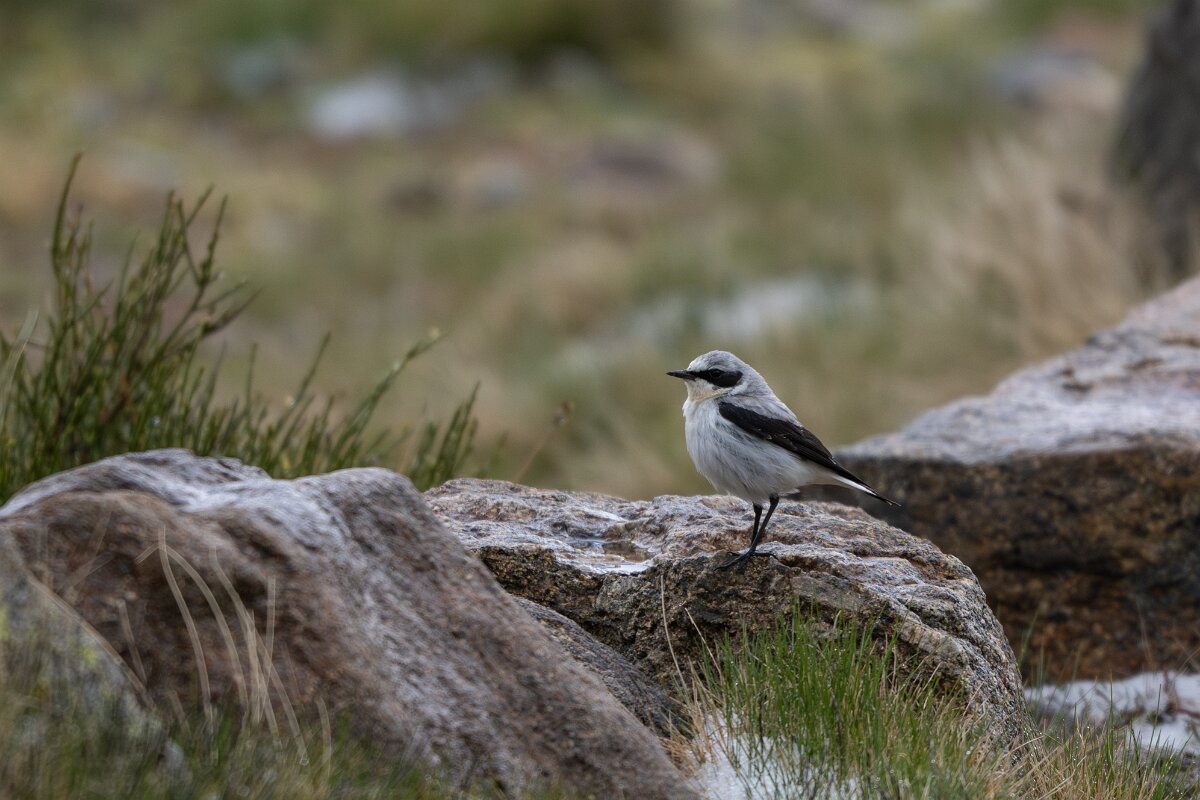 DPPhotography - Extremadura - Northern wheatear - B.jpg - Northern wheatear - Plataforma de Gredos, Castilla y León