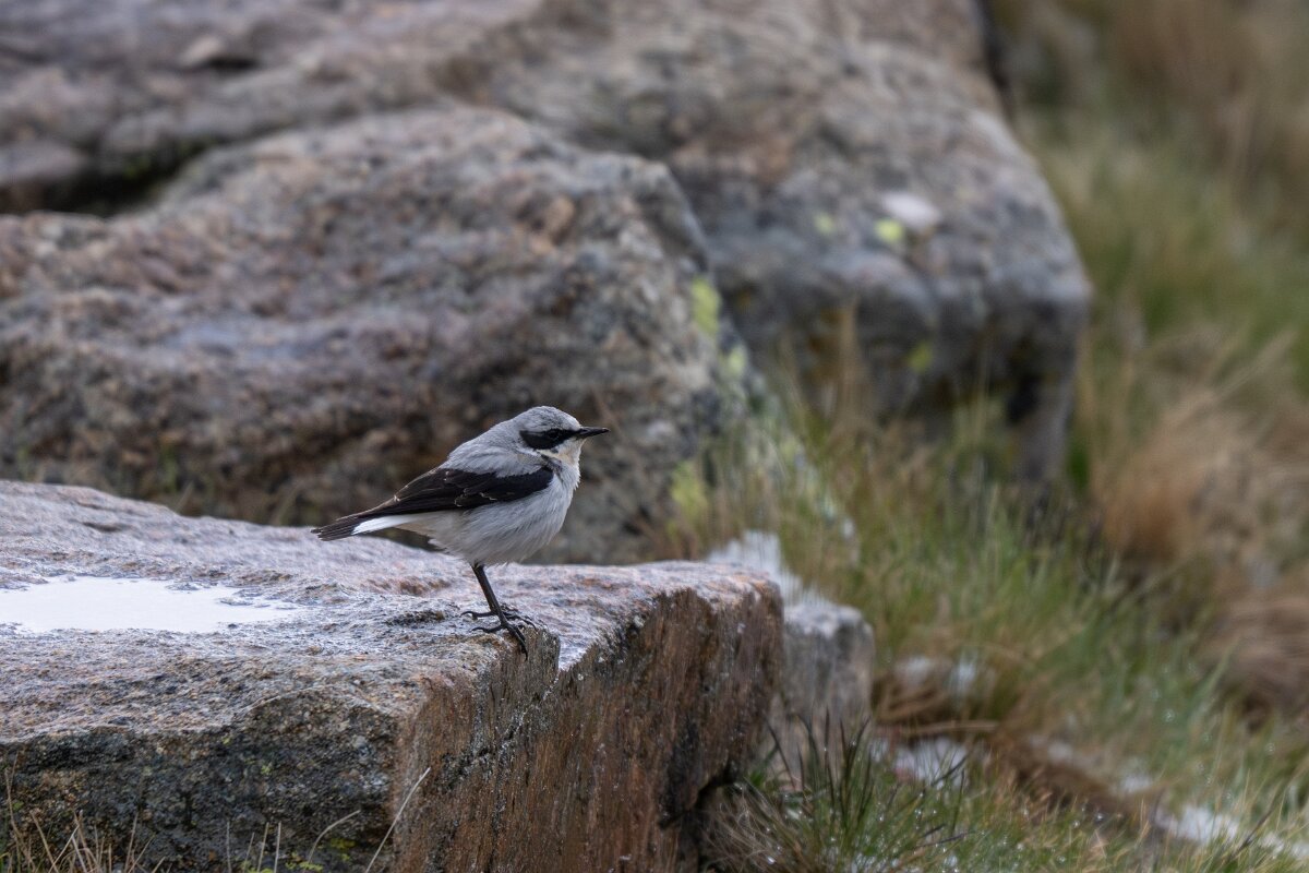 DPPhotography - Extremadura - Northern wheatear - C.jpg - Northern wheatear - Plataforma de Gredos, Castilla y León