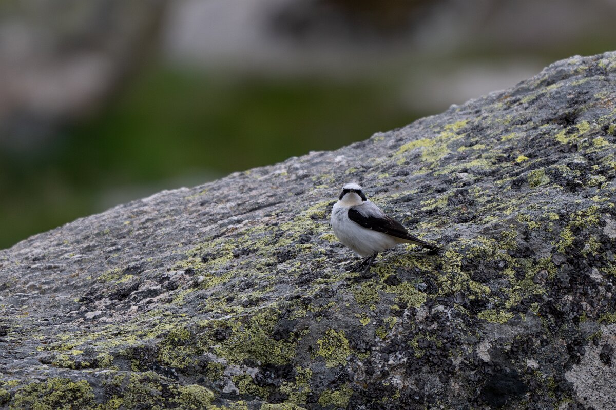 DPPhotography - Extremadura - Northern wheatear - E.jpg - Northern wheatear - Plataforma de Gredos, Castilla y León
