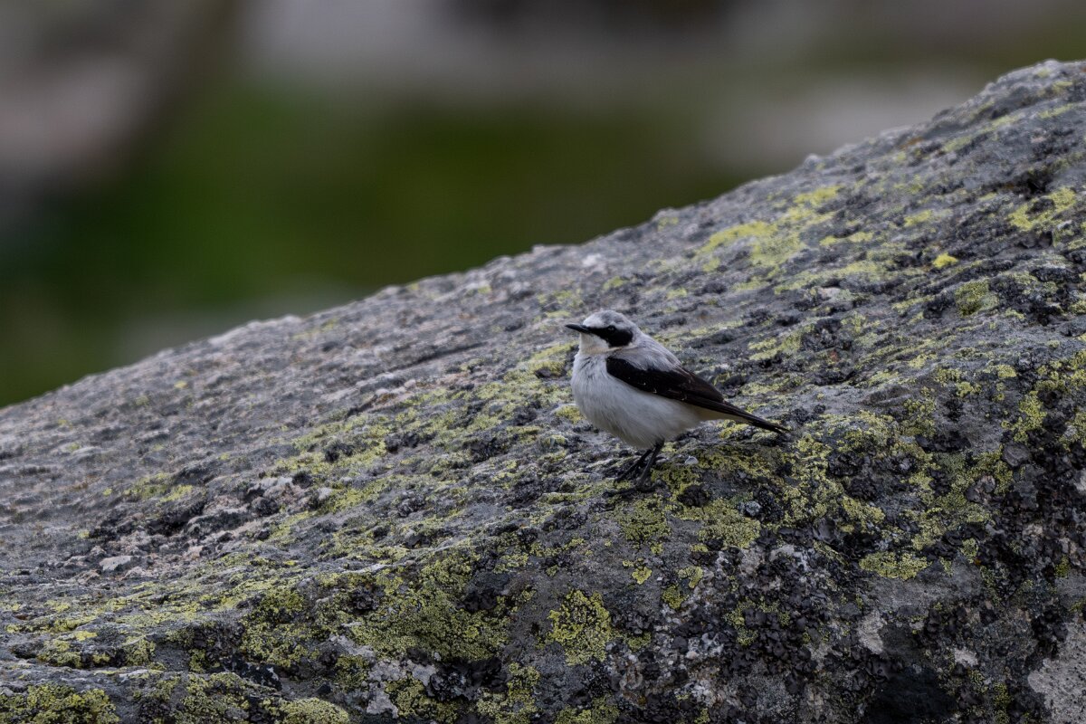 DPPhotography - Extremadura - Northern wheatear - F.jpg - Northern wheatear - Plataforma de Gredos, Castilla y León
