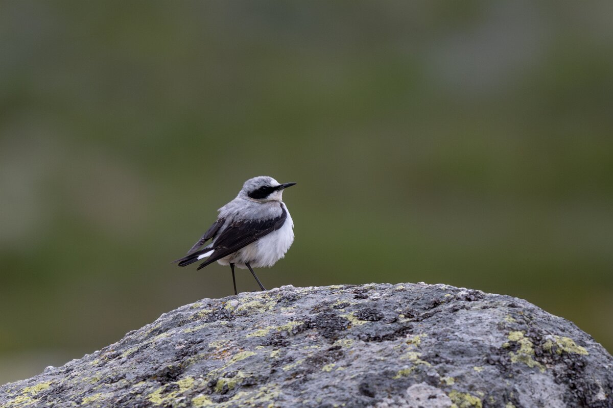 DPPhotography - Extremadura - Northern wheatear - G.jpg - Northern wheatear - Plataforma de Gredos, Castilla y León