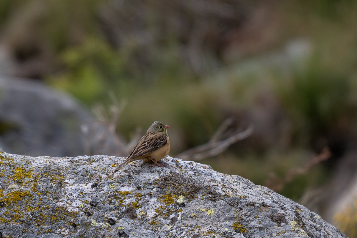 DPPhotography - Extremadura - Ortolan bunting - C.jpg - Ortolan bunting - Plataforma de Gredos, Castilla y León
