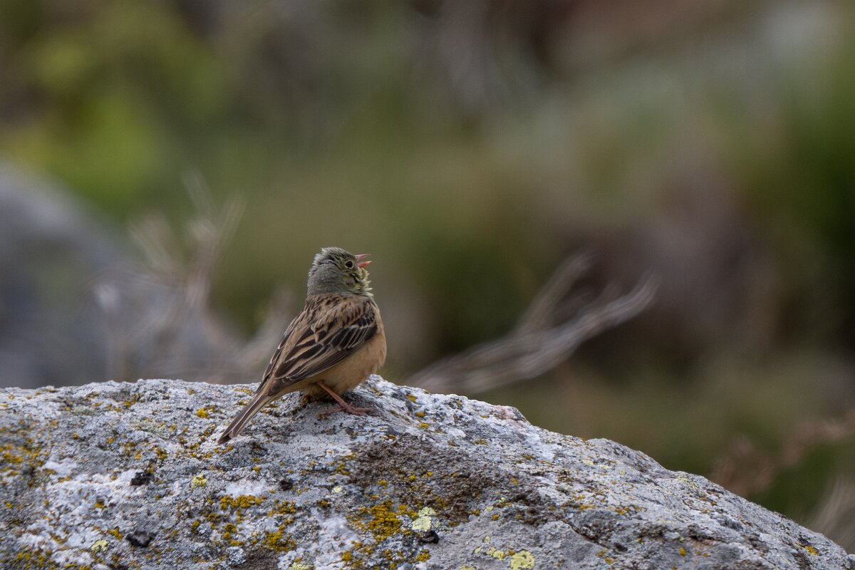 DPPhotography - Extremadura - Ortolan bunting - D.jpg - Ortolan bunting - Plataforma de Gredos, Castilla y León