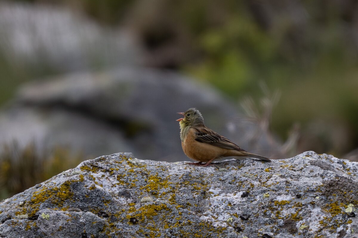 DPPhotography - Extremadura - Ortolan bunting - F.jpg - Ortolan bunting - Plataforma de Gredos, Castilla y León