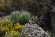 DPPhotography - Extremadura - Ortolan bunting - A