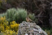 DPPhotography - Extremadura - Ortolan bunting - B