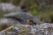 DPPhotography - Extremadura - Ortolan bunting - G