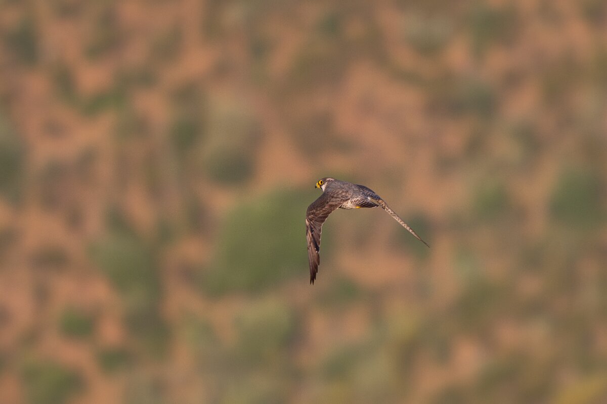 DPPhotography - Extremadura - Peregrine - A.jpg - Peregrine - Castillo de Monfrague, Extremadura
