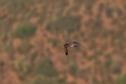 DPPhotography - Extremadura - Peregrine - B