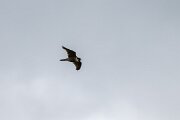 DPPhotography - Extremadura - Peregrine - D